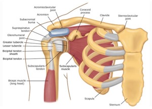 Anatomia do Manguito rotador