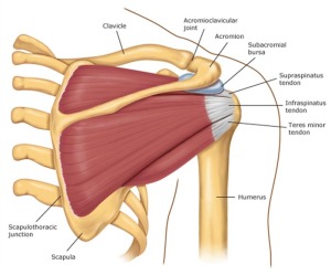 Manguito rotador - Anatomia