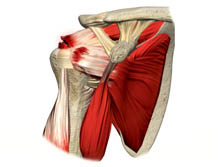 Patologias do Ombro - Manguito Rotador